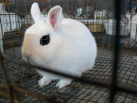 Dwarf Hotot Rabbit Breed Info Pictures Behavior Facts And More