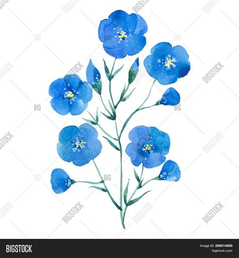 Flax Flower Watercolor Image And Photo Free Trial Bigstock