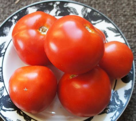 Hana Tomato A Comprehensive Guide World Tomato Society