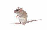 Photos of Rat Rodent Control