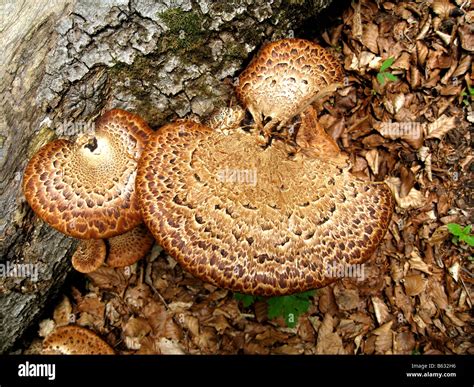 Polyporus Squamosus Dryads Saddle Mushroom Growing On A Beech Tree