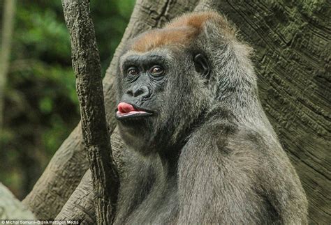 Gorilla At The Bronx Zoo Pulls Funny Faces And Sticks Its