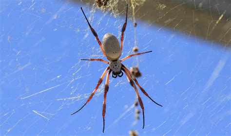 Horned Spider Web
