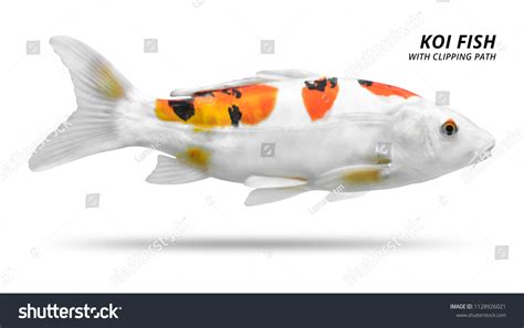 Koi Fish Isolated On White Background Stock Photo 1128926021 Shutterstock