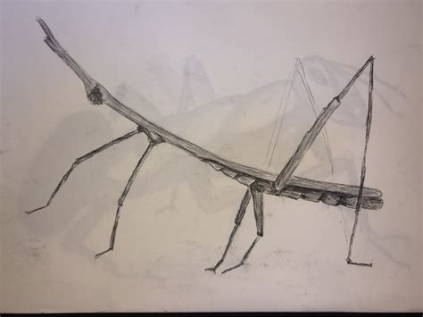 A Drawing Of A Large Insect With Long Legs