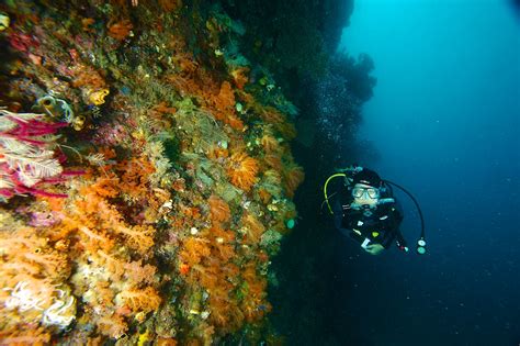 Di samudra pasifik pula, palung mariana, laut yang terdalam terletak. Raja Ampat: Ekspedisi Bawah Laut Terbaik di Dunia ...