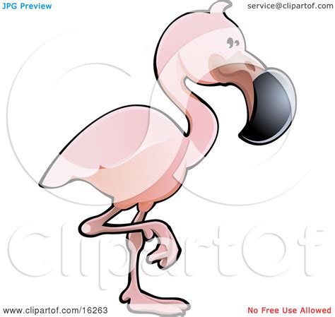 Adorable Pink Flamingo Bird With A Black Beak Standing On