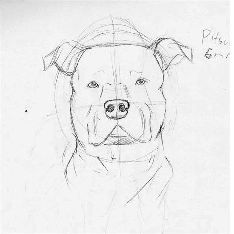Pitbull Dog Drawing Easy Step By Step Hadza Property
