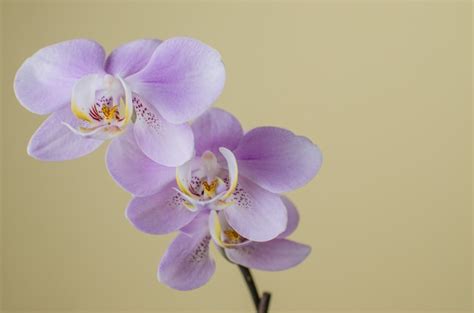 Premium Photo Beautiful Lilac Orchid On White