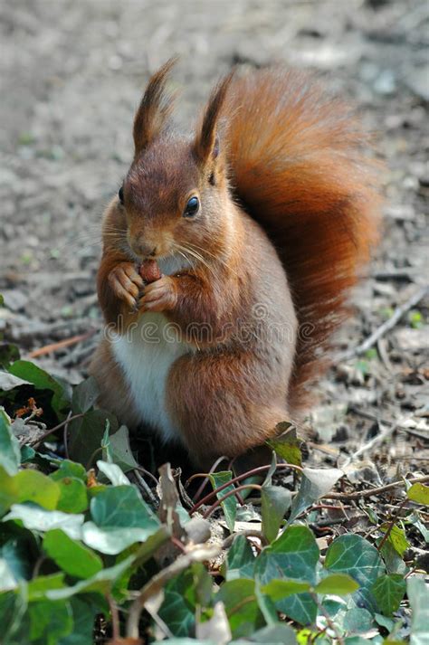 Red Squirrel Eating A Hazelnut Stock Image Image Of Nice Forest 3211295