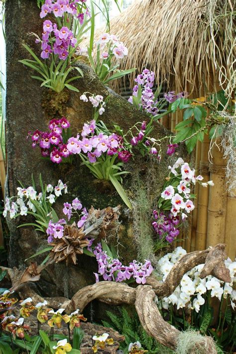 Miltoniopsis (With images) | Orchids garden, Orchids, Flower garden design