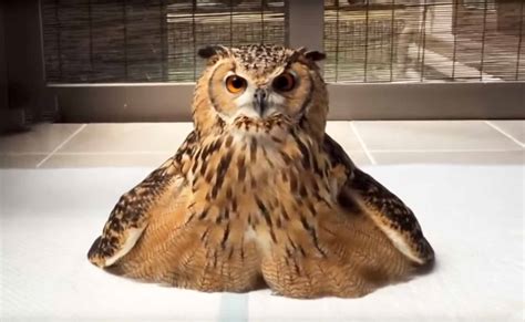 Best Of Owls In 3 Minutes Funny And Cute Owl Compilation
