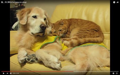 猫と犬の仲良し？動画4選♡癒されること間違いなし！｜猫の総合情報サイト ペットスマイルニュースforネコちゃん