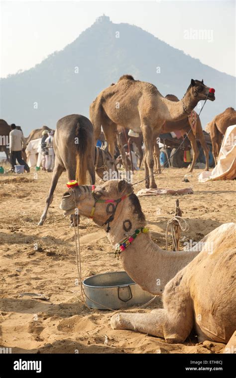 Los Camellos En El Desierto En Camello De Pushkar Justo Rajasthan