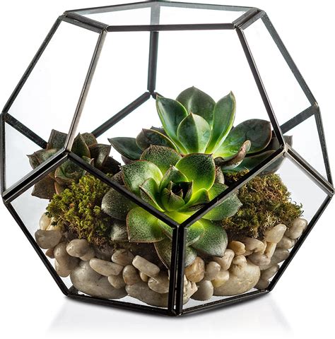 Kook Geometric Glass Terrarium For Succulents And Air Plants Black