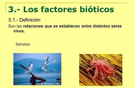 Factores Bi Ticos De Un Ecosistema Ecosistemas Definiciones Factores