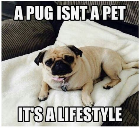 19 Inspirational Pug Quotes About Life And Love Artofit