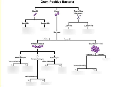 Gram Positive Bacteria Flow Chart