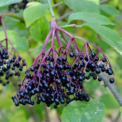 Elderberry Black Sambucus Nigra