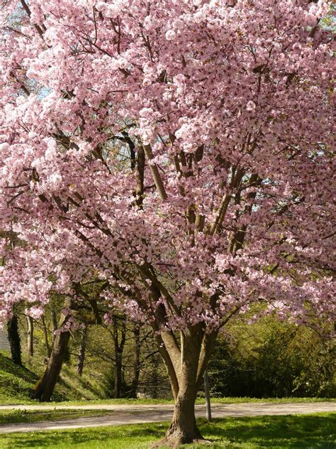 Fotos Gratis árbol Rama Florecer Primavera Produce Botánica