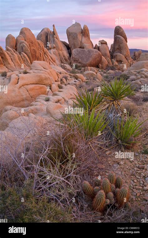 Joshua Tree National Park White Tank Granite Mojave Yucca And