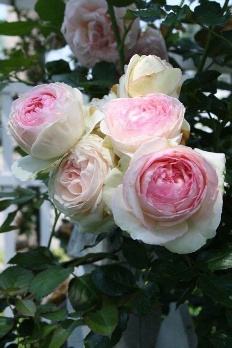 300 Cabbage Roses Ideas Cabbage Roses Rose Beautiful Flowers