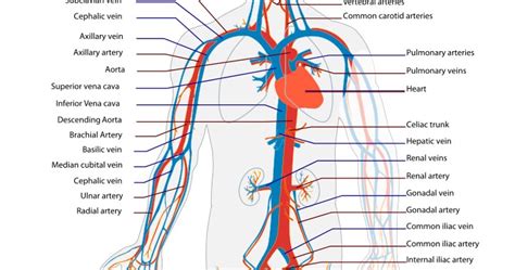 What Are Arteries Veins And Capillaries Human Body For Kids