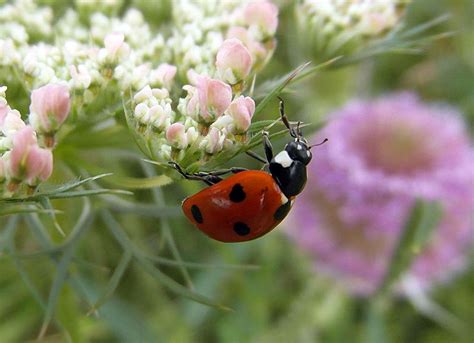 Images Gratuites La Nature Fleur Prairie Macro Coccinelle