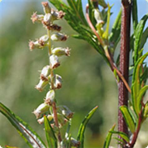 Er bildet rispenartige blütenstände aus, die aus zahlreichen körbchenblüten bestehen. Pollenallergie, Heuschnupfen | Allergie HEXAL