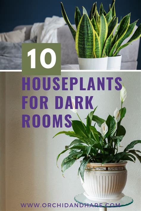 Plants For Dark Rooms Plant Ideas