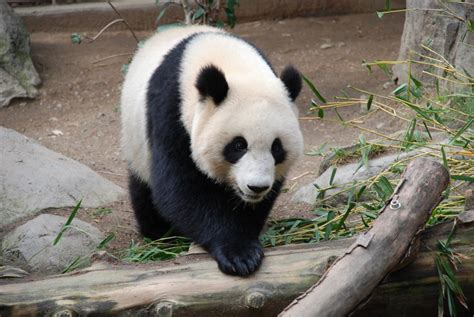 Panda Bear 2 Free Stock Photo Freeimages