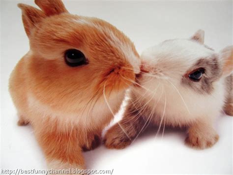 Cute And Funny Pictures Of Animals 42 Bunny 3