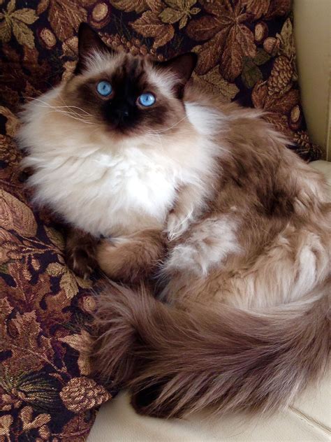 Seal Point Male Ragdoll Pretty Cats Cute Cats Gorgeous Cats