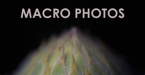 10 Things You Need To Know Before Taking Macro Photos