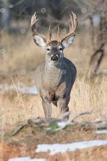 Whitetail Buck With Swollen Neck During The Rut Stock Image Image Of