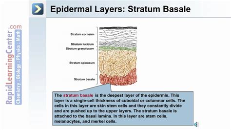The Integumentary System Whats The Epidermal Layer Of The Skin