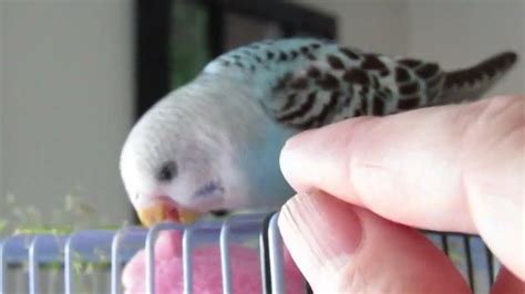 Baby Budgie Moonpie Laughing Youtube