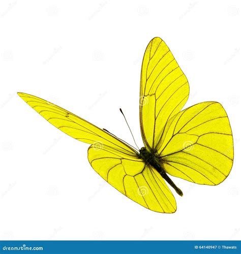 Yellow Butterfly Flying Stock Image Image Of Isolated 64140947