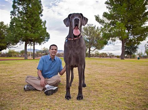 Amazing World Giant George The Tallest And The Largest In