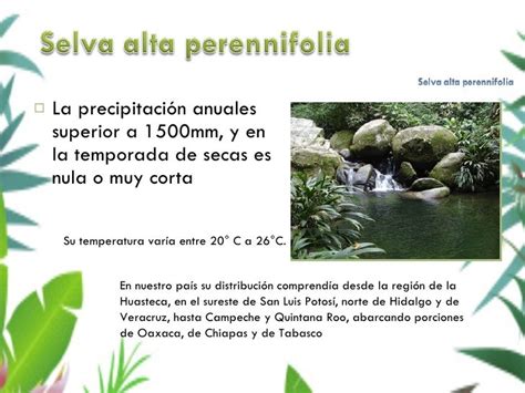 Selva Alta Perennifolia