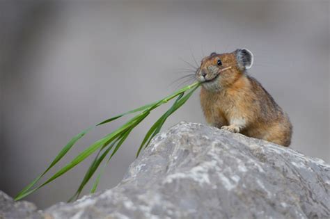 Pika Photos The 15 Cutest Endangered Animals In The World
