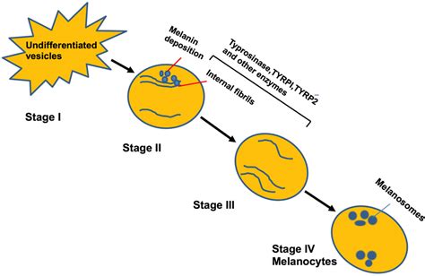 Cycle Depicting The Maturation Of Melanocytes And Formation Of Melanin