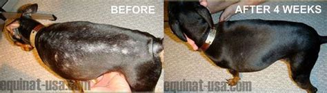 Lucy Dog Suffering With Seasonal Allergies Hair Loss Itching Scabs
