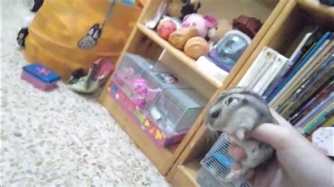 ¿son Los Hamsters Tu Mascota Ideal Youtube