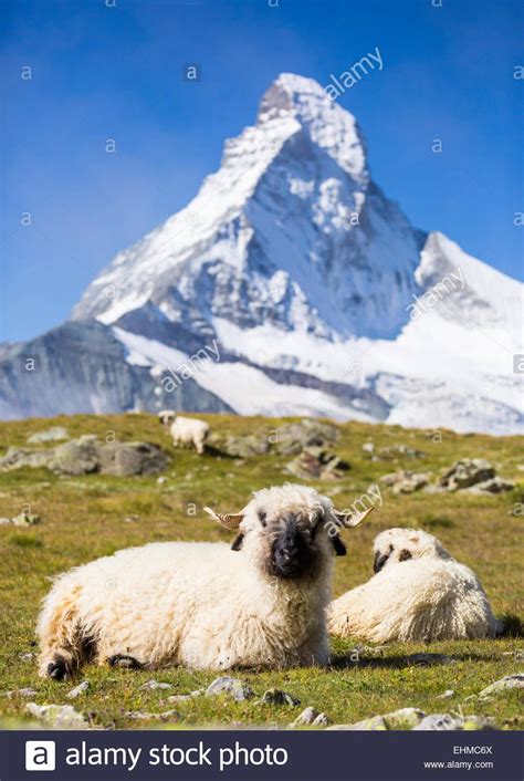 Valais Blacknose Sheep At Höhbalmen The Matterhorn At The Back
