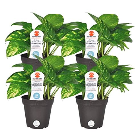 Costa Farms Exotic Angel Pothos Live Indoor Plant 4 Pack Free2dayship