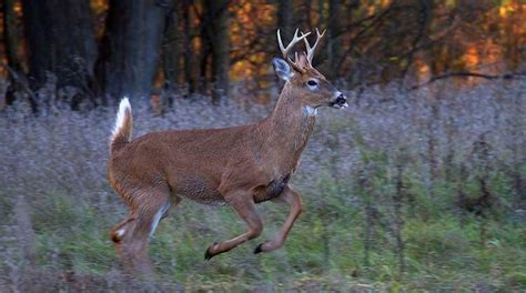 What Time Of The Day Are Deer The Most Active Decide Outside Making