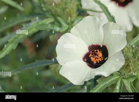 Hibiscus Trionum Flower Of The Hour Stock Photo Alamy