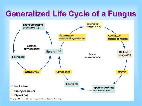 Fungi Life Cycle Simple Daria Sander