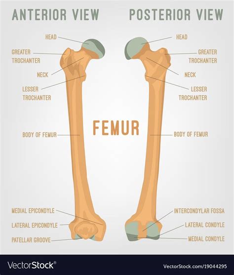 Human Femur Bone Anatomy Bones Femur Anatomy And Physiology